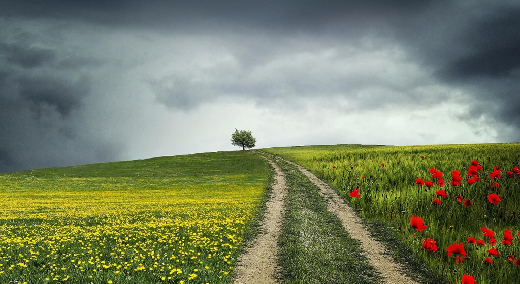 Path up a hill through a field of wildflowers to a single distant tree.